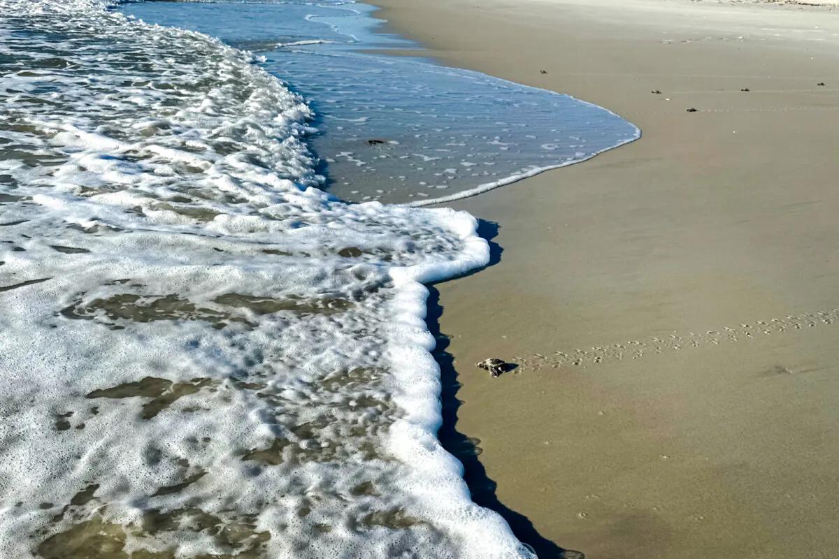 A loggerhead hatchling nears the surf after leaving a nest near Ponte Vedra Beach, Fla., on July 3, 2024. (Nanette Holt/The Epoch Times)