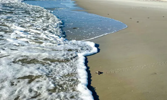 Why Baby Turtles Thrive on Florida’s Hurricane-Lashed Beaches