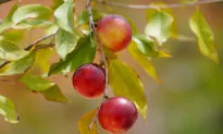 An Amazonian Super Fruit May Reverse Fatty Liver Disease, Study Finds
