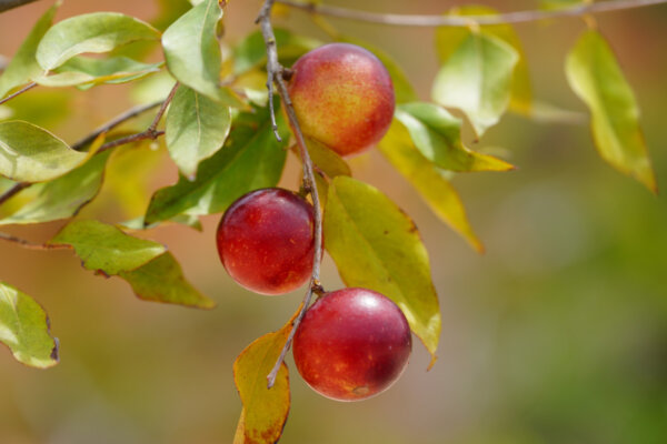 An Amazonian Superfruit May Reverse Fatty Liver Disease, Study Finds