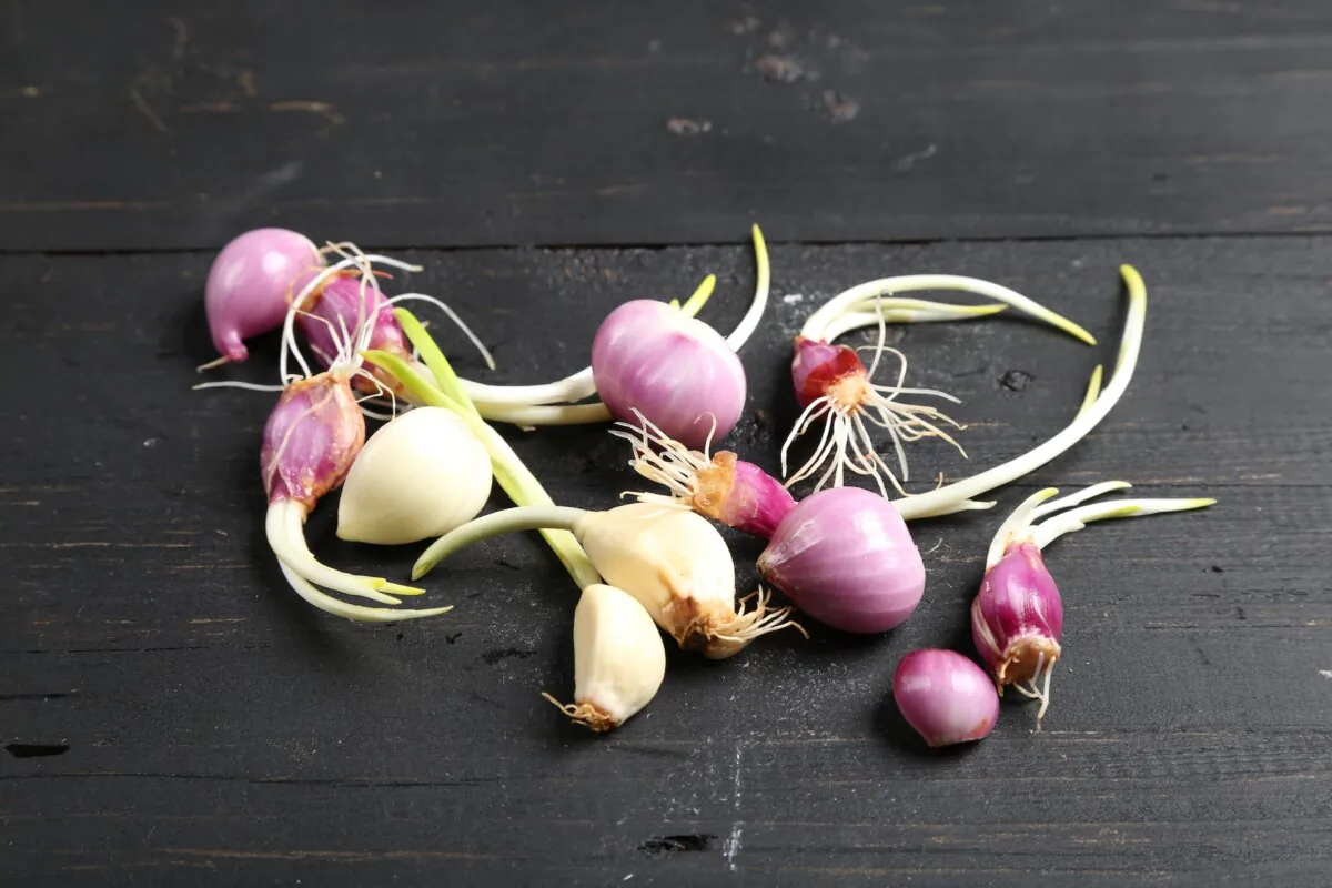To prevent garlic and onions from sprouting, they need to be stored correctly. (Leica Leaf/Shutterstock)