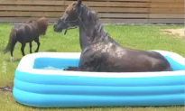 Horse Enjoys Splashing Around in Inflatable Pool