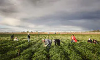 Federal Judge Blocks New Labor Rule for Migrant Farmworkers in 17 States