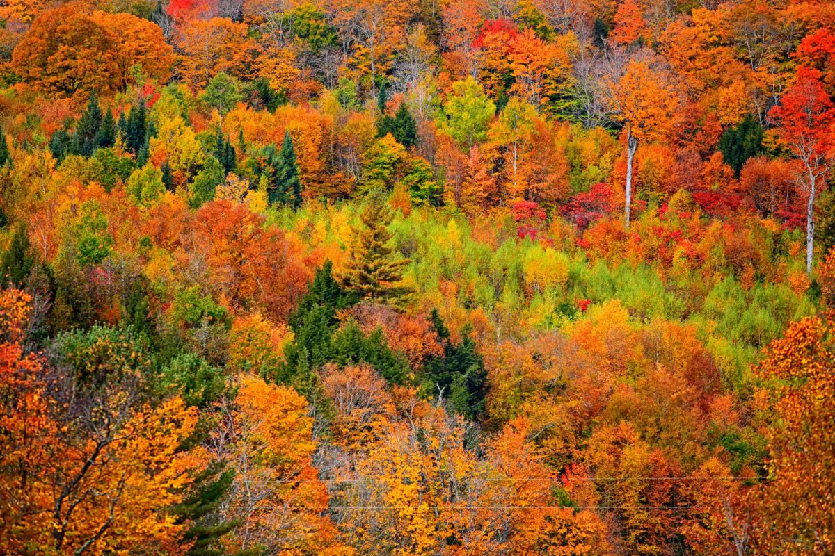 Bright fall foliage in Vermont mountains. (Dreamstime/TNS)