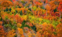 Tracking Fall Foliage: 2024