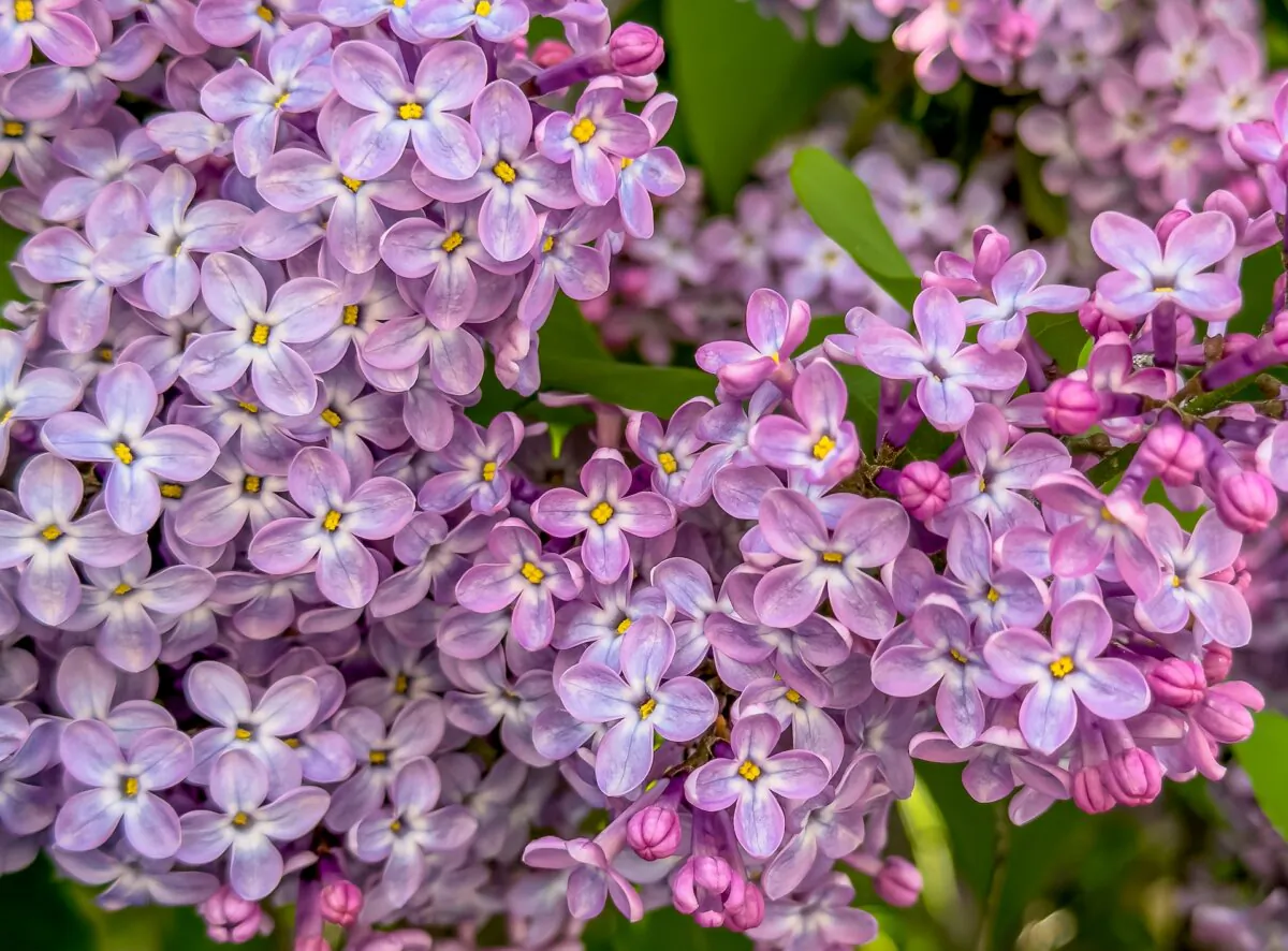 A plant cutting will need a lot of energy and nutrients to survive. (Mehdi Kasumov/Shutterstock)