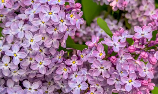 Compost, Lilacs, and Vines