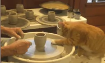 Cat Gives a Helping Hand When Doing Pottery