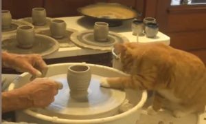 Cat Gives a Helping Hand When Doing Pottery