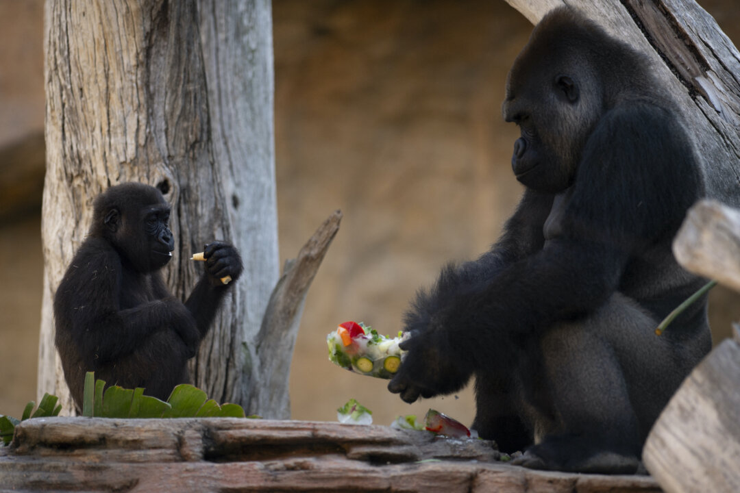 Shigella Infection That Killed 3 Apes Poses ‘No Threat’ to Public: Jacksonville Zoo