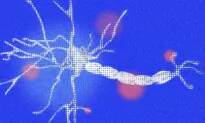 Fat-Burning Nerves Get Damaged by Obesity: Animal Study
