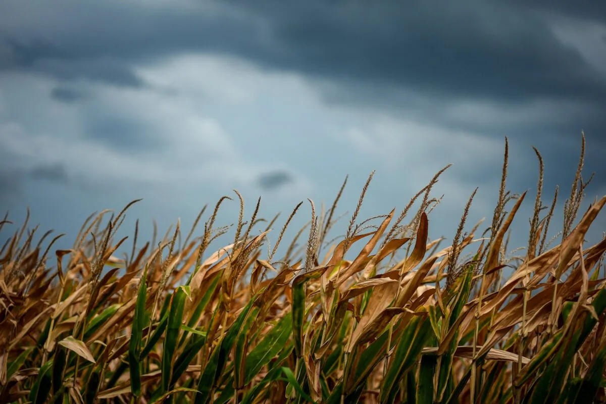Storm clouds build above a corn field near Platte City, Mo., on Aug. 27, 2024. (Charlie Riedel/AP Photo)