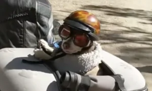 Is This the World’s Coolest Chihuahua?