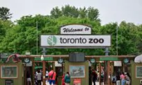 Orangutan Escaped by Swinging in ‘Cartwheel-Like Motion’ and Climbing Down Tower: Toronto Zoo