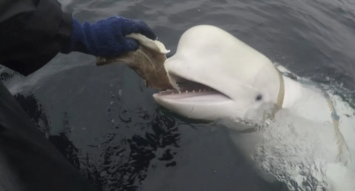 A beluga whale found in Arctic Norway is fed on April 2019. (Jorgen Ree Wiig, Norwegian Directorate of Fisheries via AP)