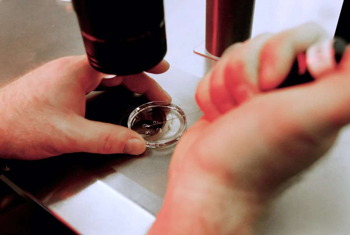 An embryologist holds a dish with human embryos at an IVF clinic in California. (Sandy Huffaker/Getty Images)
