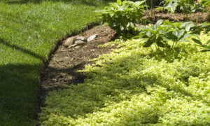 Edge Trim a Lawn