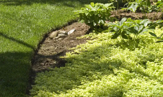 Edge Trim a Lawn