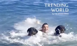 Loyal Rottweilers Rescue Owner Who Pretends to Drown in Sicily