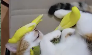Cat Cuddles a Bunch of Birds