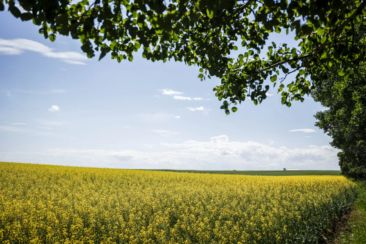 Canola fields are pictured near Cremona, Alta., on July 15, 2024. (The Canadian Press/Jeff McIntosh)