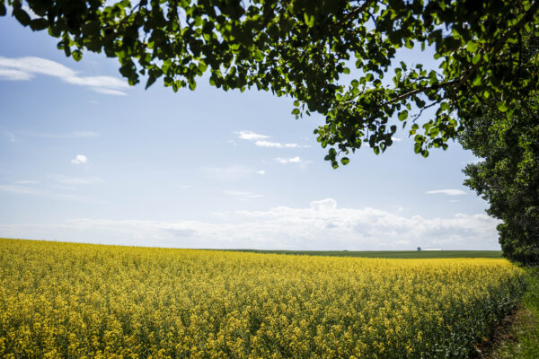 China Retaliates Over Canada EV Tariffs with Canola Anti-Dumping Probe