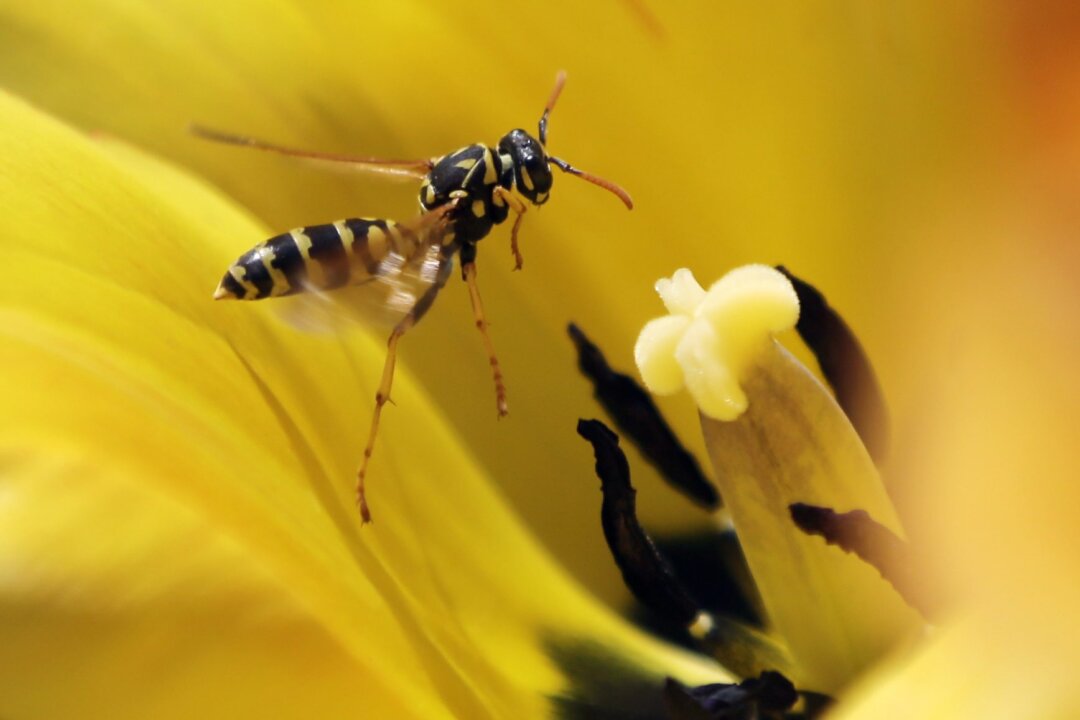 Helicopter Rescue for BC Climber Stung by Wasps 100 Times