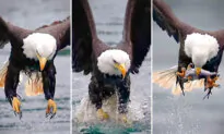 Photographer Films Awesome Moment Bald Eagle Snags Hake Fish in Slow-Mo, Devours It on the Fly