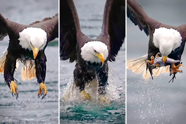 Photographer Films Awesome Moment Bald Eagle Snags Hake Fish in Slow-Mo, Devours It on the Fly