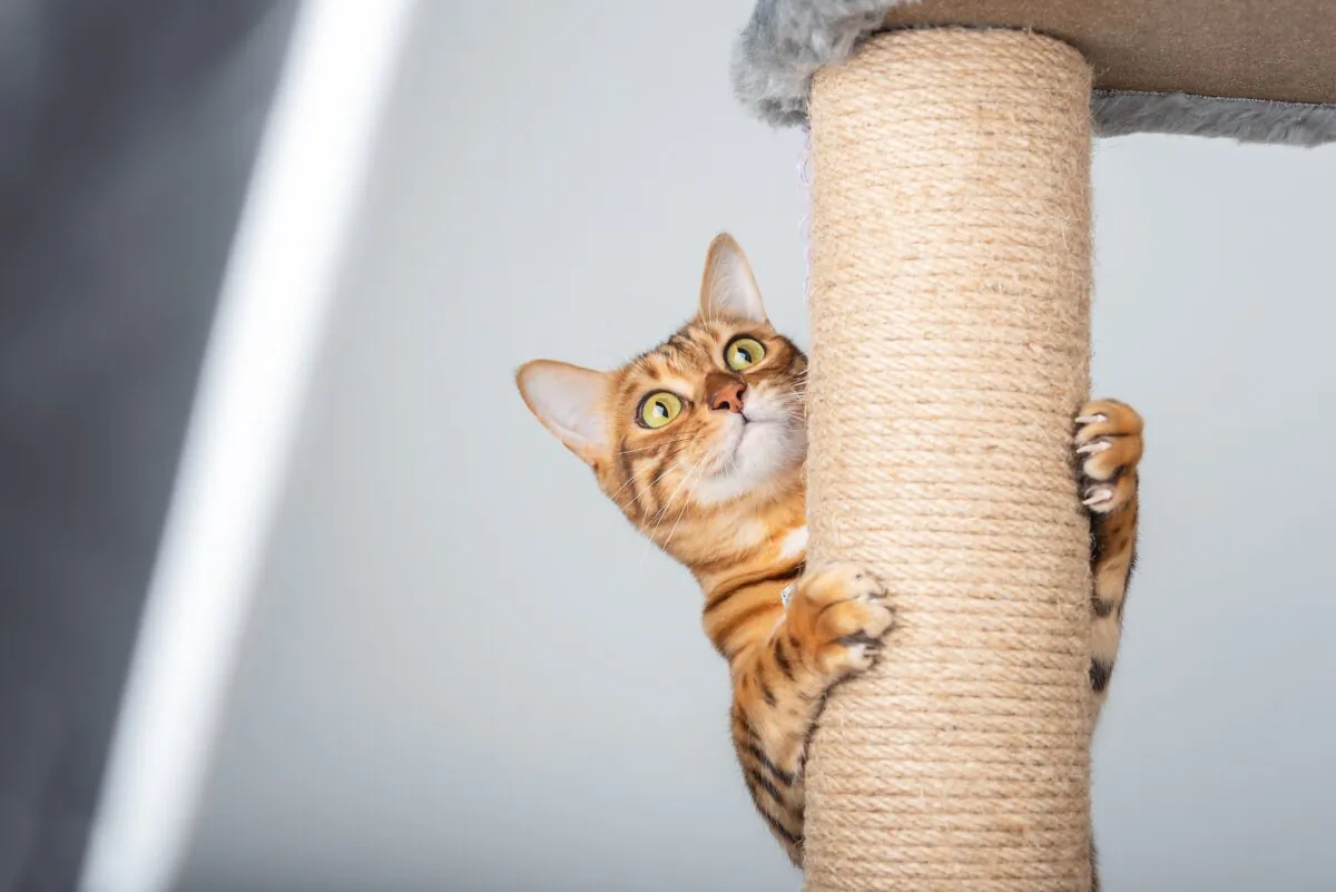 Scratching posts should be tall enough for your cat to stretch to full height. (Svetlana Rey/Shutterstock)