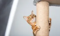 Cat Scratching Posts Must Be Tall, Stable, and Numerous