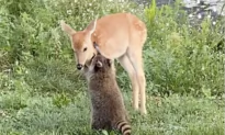 Rescued Fawn and Raccoon Hop Around