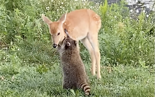 Rescued Fawn and Raccoon Hop Around