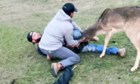 Deer Freed From Tangled Mess