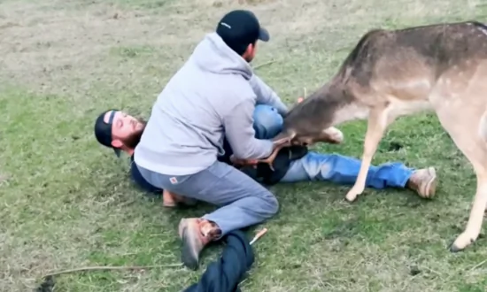 Deer Freed From Tangled Mess