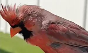 Chicago Man Forms Amazing Bond With Beautiful Wild Cardinal Bird