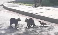 Courageous Crow Tries to Stop Feud Between Two Cats