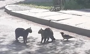 Courageous Crow Tries to Stop Feud Between Two Cats