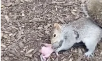 Mother Squirrel Retrieves Her Baby