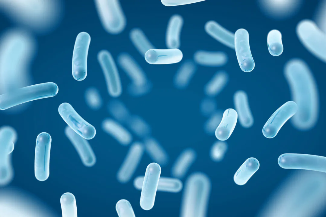 Gut microbiome. (MP Art/Shutterstock)
