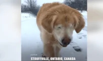 Blind Dog Follows Owner’s Voice Through Snow