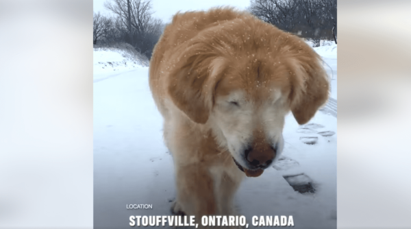 Blind Dog Follows Owner's Voice Through Snow