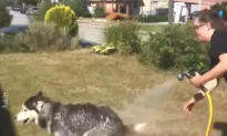 Husky Throws Tantrums While Owner Tries to Give It Bath