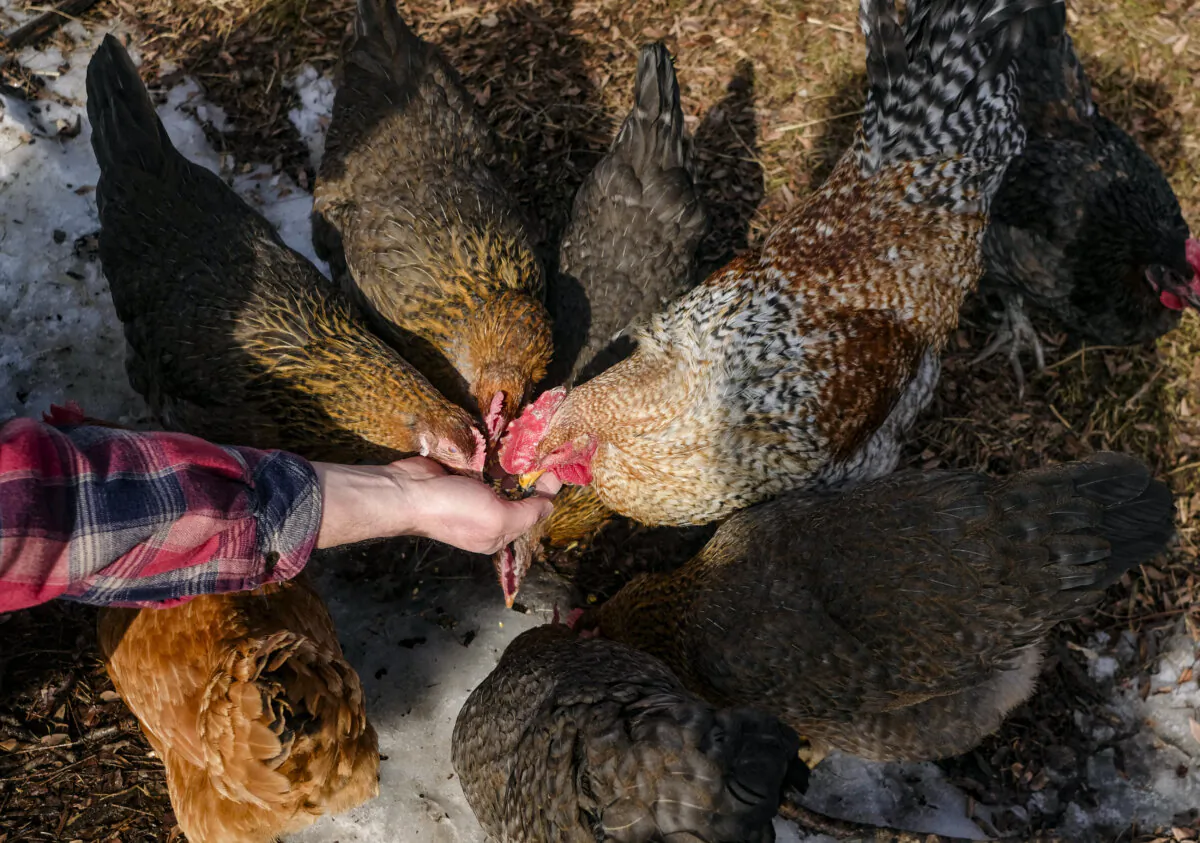 Casim Abbas feeds chickens at his small egg farm at his home in Williamston, Mich., on Feb. 8, 2023. (Matthew Hatcher/AFP via Getty Images)