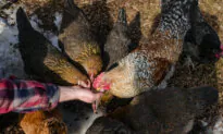 CDC Confirms First Bird Flu Infection in Missouri Resident With No Animal Contact