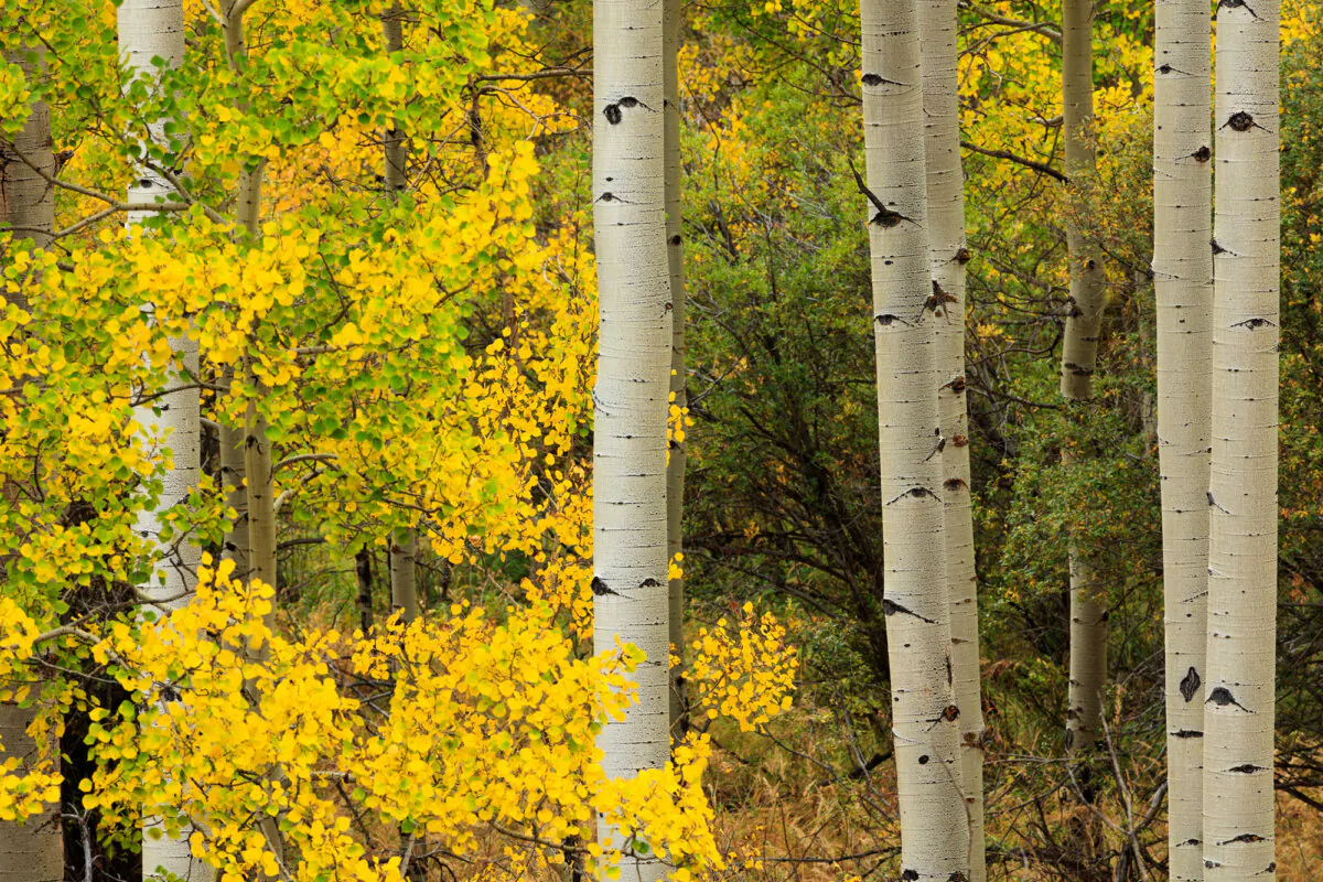 A colorful stand of mature aspens comes alive with fall colors in Golden Gate Canyon State Park in Colorado. Experts say the trees seem to be doing great with few exceptions this year. (Dreamstime/TNS)