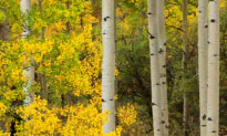 Expert Predicts Spectacular Fall Colors in Colorado This Leaf-Peeping Season