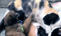 Friendly Cat Feeds Puppy Dog With Her Kittens
