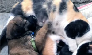 Friendly Cat Feeds Puppy Dog With Her Kittens