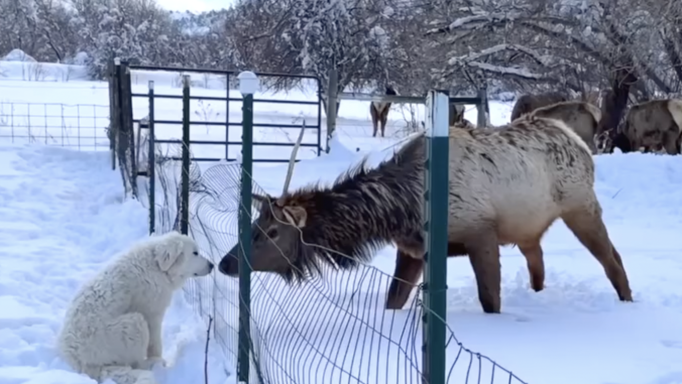 Great Pyrenees Puppy and Elk Exchange Kisses EpochTV(02)